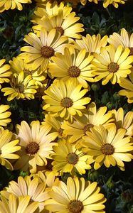 Preview wallpaper daisies, flowers, petals, grass, yellow