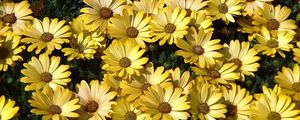 Preview wallpaper daisies, flowers, petals, grass, yellow