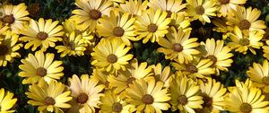 Preview wallpaper daisies, flowers, petals, grass, yellow