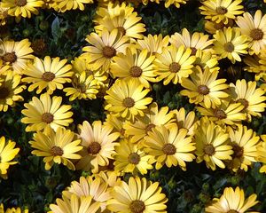 Preview wallpaper daisies, flowers, petals, grass, yellow