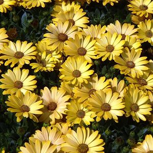 Preview wallpaper daisies, flowers, petals, grass, yellow