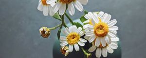 Preview wallpaper daisies, flowers, petals, vase