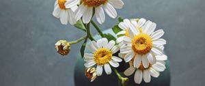 Preview wallpaper daisies, flowers, petals, vase