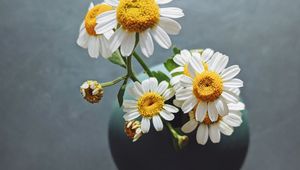 Preview wallpaper daisies, flowers, petals, vase