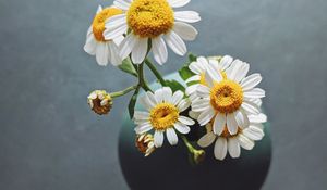 Preview wallpaper daisies, flowers, petals, vase