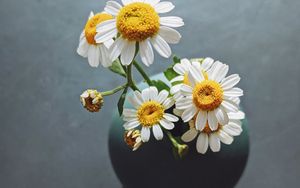 Preview wallpaper daisies, flowers, petals, vase