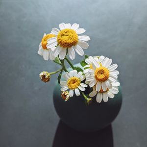 Preview wallpaper daisies, flowers, petals, vase