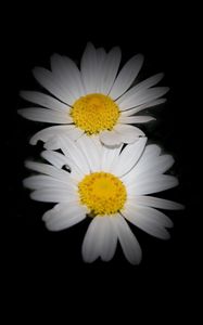 Preview wallpaper daisies, flowers, petals, darkness