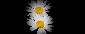 Preview wallpaper daisies, flowers, petals, darkness