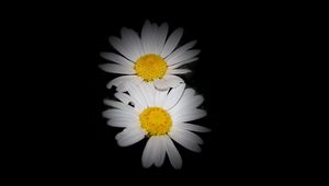 Preview wallpaper daisies, flowers, petals, darkness