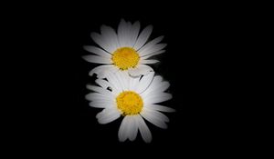 Preview wallpaper daisies, flowers, petals, darkness