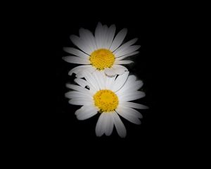 Preview wallpaper daisies, flowers, petals, darkness