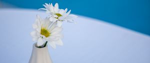 Preview wallpaper daisies, flowers, petals, vase, white, blue