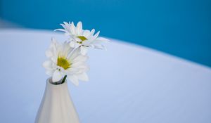 Preview wallpaper daisies, flowers, petals, vase, white, blue