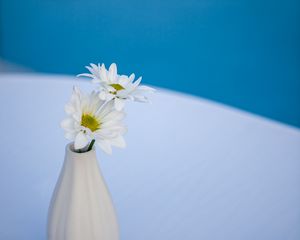 Preview wallpaper daisies, flowers, petals, vase, white, blue
