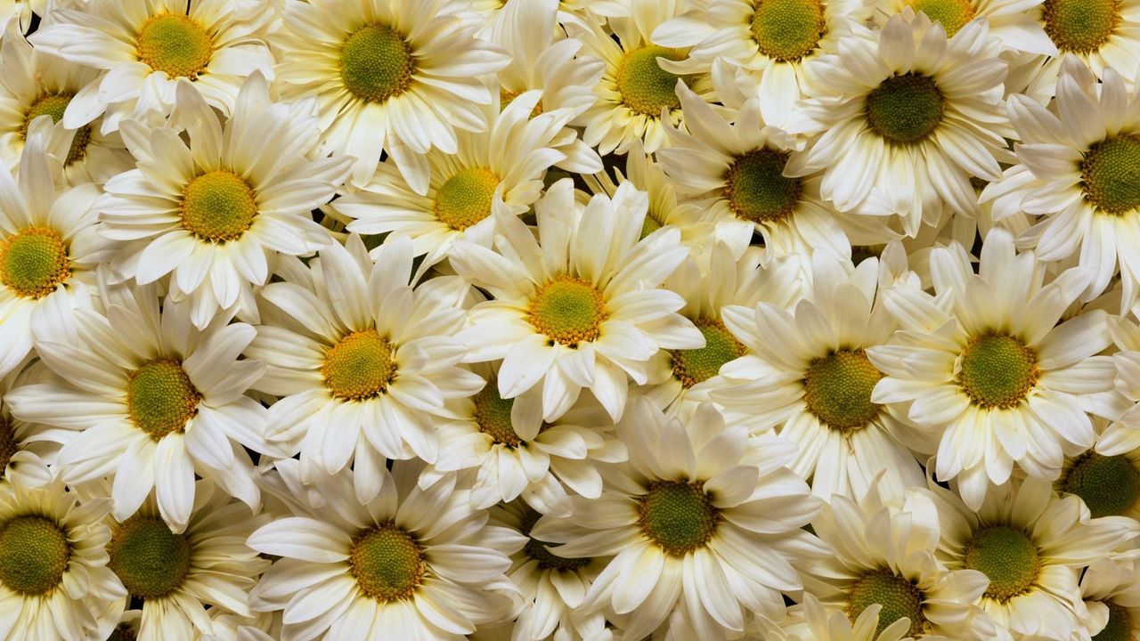 Wallpaper daisies, flowers, petals, many, white, yellow