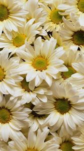 Preview wallpaper daisies, flowers, petals, many, white, yellow