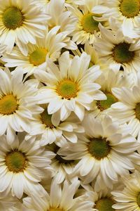 Preview wallpaper daisies, flowers, petals, many, white, yellow