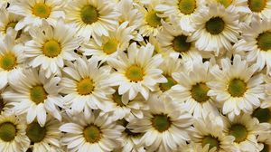 Preview wallpaper daisies, flowers, petals, many, white, yellow