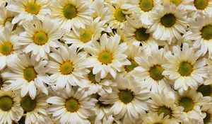 Preview wallpaper daisies, flowers, petals, many, white, yellow