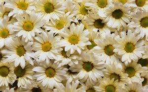 Preview wallpaper daisies, flowers, petals, many, white, yellow