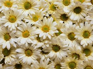 Preview wallpaper daisies, flowers, petals, many, white, yellow