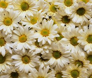 Preview wallpaper daisies, flowers, petals, many, white, yellow