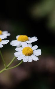 Preview wallpaper daisies, flowers, petals, pollen