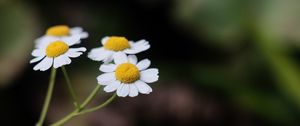 Preview wallpaper daisies, flowers, petals, pollen