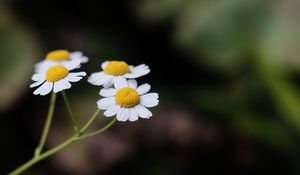 Preview wallpaper daisies, flowers, petals, pollen