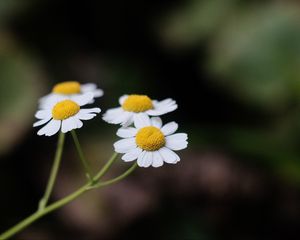 Preview wallpaper daisies, flowers, petals, pollen