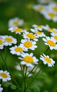 Preview wallpaper daisies, flowers, petals, leaves, blur