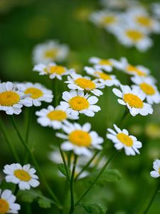 Preview wallpaper daisies, flowers, petals, leaves, blur