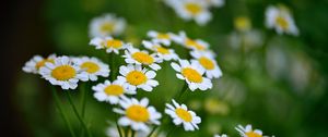 Preview wallpaper daisies, flowers, petals, leaves, blur