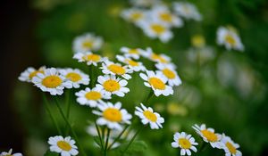 Preview wallpaper daisies, flowers, petals, leaves, blur