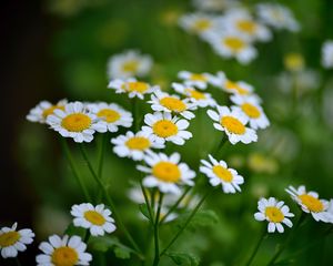 Preview wallpaper daisies, flowers, petals, leaves, blur