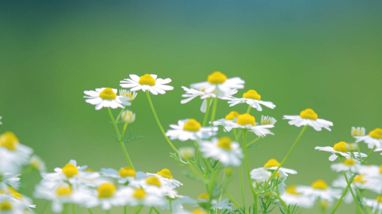 Wallpaper daisies, flowers, petals, blurring