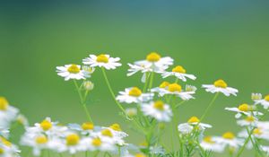 Preview wallpaper daisies, flowers, petals, blurring