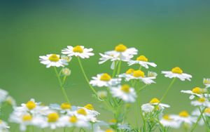 Preview wallpaper daisies, flowers, petals, blurring