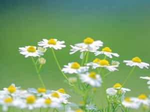 Preview wallpaper daisies, flowers, petals, blurring