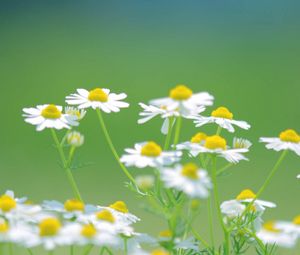 Preview wallpaper daisies, flowers, petals, blurring