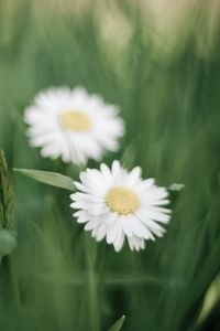 Preview wallpaper daisies, flowers, petals