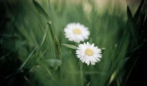 Preview wallpaper daisies, flowers, petals