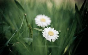 Preview wallpaper daisies, flowers, petals