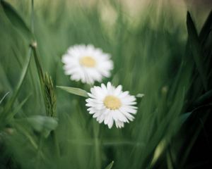 Preview wallpaper daisies, flowers, petals