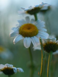 Preview wallpaper daisies, flowers, petals, blur, summer