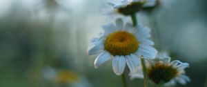 Preview wallpaper daisies, flowers, petals, blur, summer