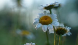 Preview wallpaper daisies, flowers, petals, blur, summer