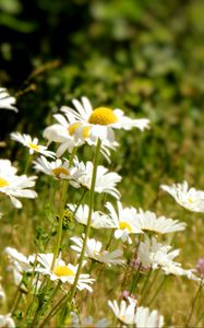 Preview wallpaper daisies, flowers, petals, summer