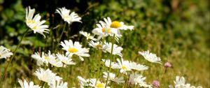 Preview wallpaper daisies, flowers, petals, summer